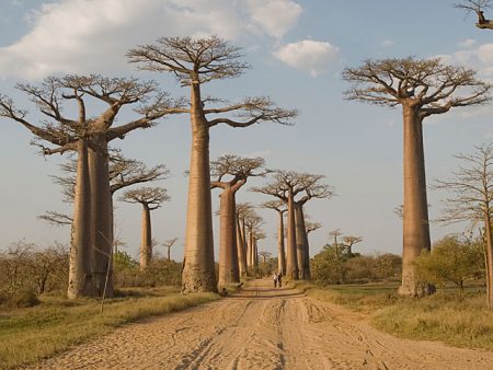 Tsiribihina river tour - Baobab avenue